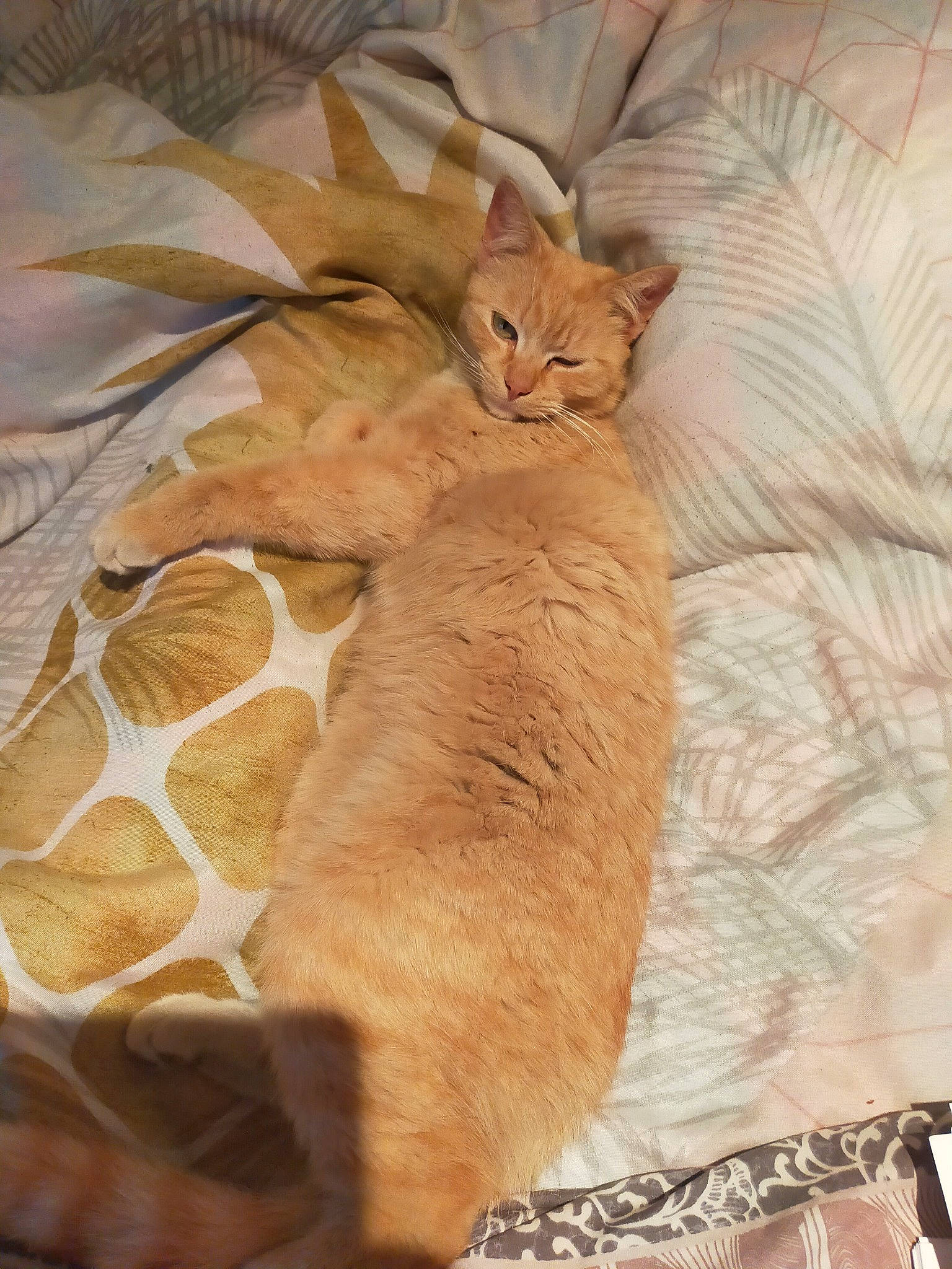 Doudou participe au concours pour gagner de l'argent avec cette photo : bed, bedding, carnivore, cat, cat_bed, comfort, domestic_short_haired_cat, fawn, felidae, fur, linens, nap, paw, small_to_medium_sized_cats, snout, tail, terrestrial_animal, tree, whiskers, wood