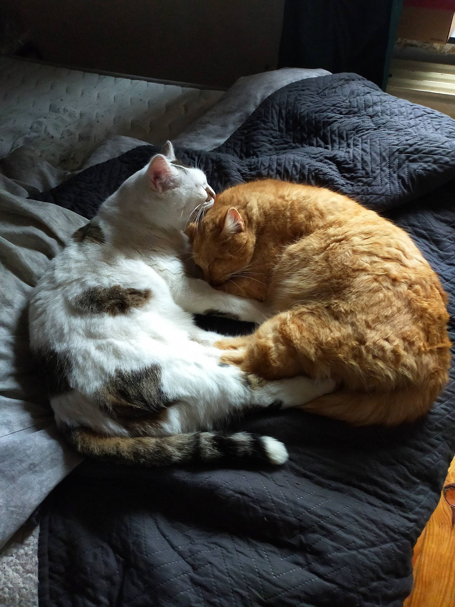 Doudou a rejoint le concours — aidez-le/la à gagner de superbes lots ! carnivore, cat, claw, comfort, companion_dog, domestic_short_haired_cat, fawn, felidae, fur, linens, mammal, nap, paw, sleep, small_to_medium_sized_cats, snout, tail, terrestrial_animal, whiskers, wood