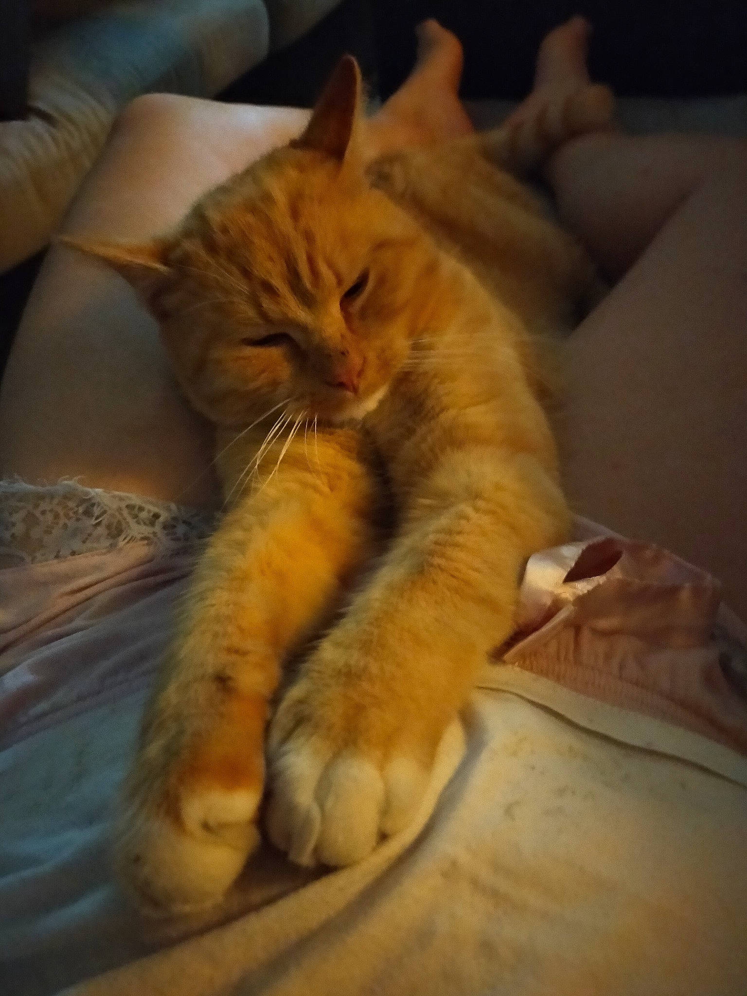 Doudou participe au concours pour gagner de l'argent avec cette photo : bed, carnivore, cat, claw, cloud, comfort, domestic_short_haired_cat, eye, fawn, felidae, fur, hardwood, human_leg, linens, paw, small_to_medium_sized_cats, snout, tail, whiskers, wood