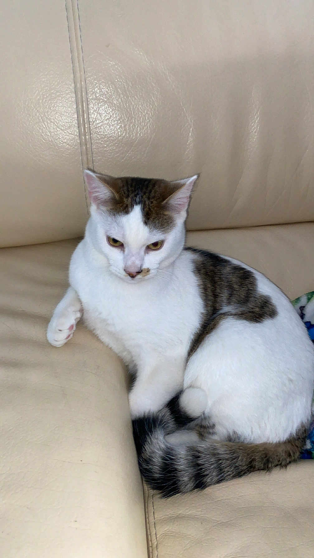 Yoko participe au concours pour gagner de l'argent avec cette photo : cat, feline, pet, animal, indoor, couch, leather, white, tabby, fur, tail, ears, whiskers, resting, curled_up, relaxed, domestic, cute, small, mammal