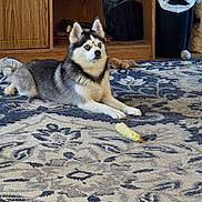 Willow is registered to the contest to win money with this photo: dog, husky, blue_eyes, lying_down, carpet, corn_cob, toy, wooden_furniture, trash_can, plastic_liner, indoor, pet, alert, floor, home, animal, fur, ears, expression, living_room