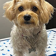 Muffin joined the competition — help win amazing prizes! dog, small_dog, curly_fur, cream_fur, pet, collar, dog_tag, indoor, looking_at_camera, close_up, table_surface, patterned_surface, blue, black, chain_collar, cute, animal, fur, face, ears