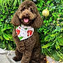 dog, brown, fluffy, bandana, christmas, santa, holiday, greenery, plants, happy, tongue_out, pet, cute, fur, sitting, indoor, decor, smiling, animal, portrait