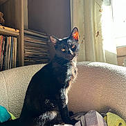 Eko participe au concours pour gagner de l'argent avec cette photo : cat, black_cat, indoor, sunlight, chair, blanket, window, curtain, bookshelf, records, cozy, pet, feline, domestic_animal, sitting, soft_texture, relaxing, warm_light, home, animal