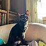 cat, black_cat, indoor, sunlight, chair, blanket, window, curtain, bookshelf, records, cozy, pet, feline, domestic_animal, sitting, soft_texture, relaxing, warm_light, home, animal