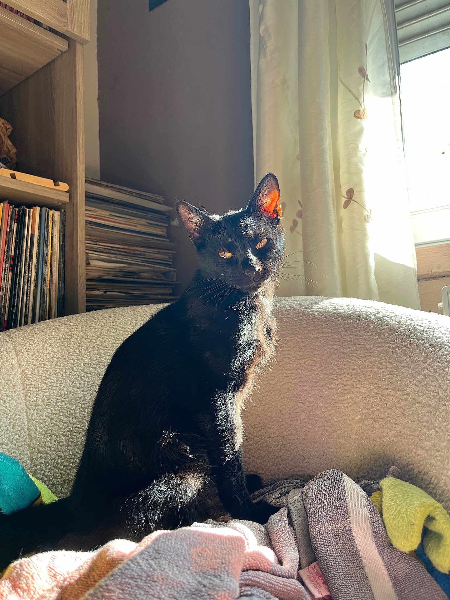 Eko participe au concours pour gagner de l'argent avec cette photo : cat, black_cat, indoor, sunlight, chair, blanket, window, curtain, bookshelf, records, cozy, pet, feline, domestic_animal, sitting, soft_texture, relaxing, warm_light, home, animal