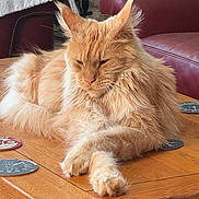 Ted a rejoint le concours — aidez-le/la à gagner de superbes lots ! cat, ginger_cat, fluffy, feline, pet, animal, indoor, wooden_table, coaster, relaxed, lounging, fur, ears, whiskers, living_room, furniture, couch, home, domestic, cute