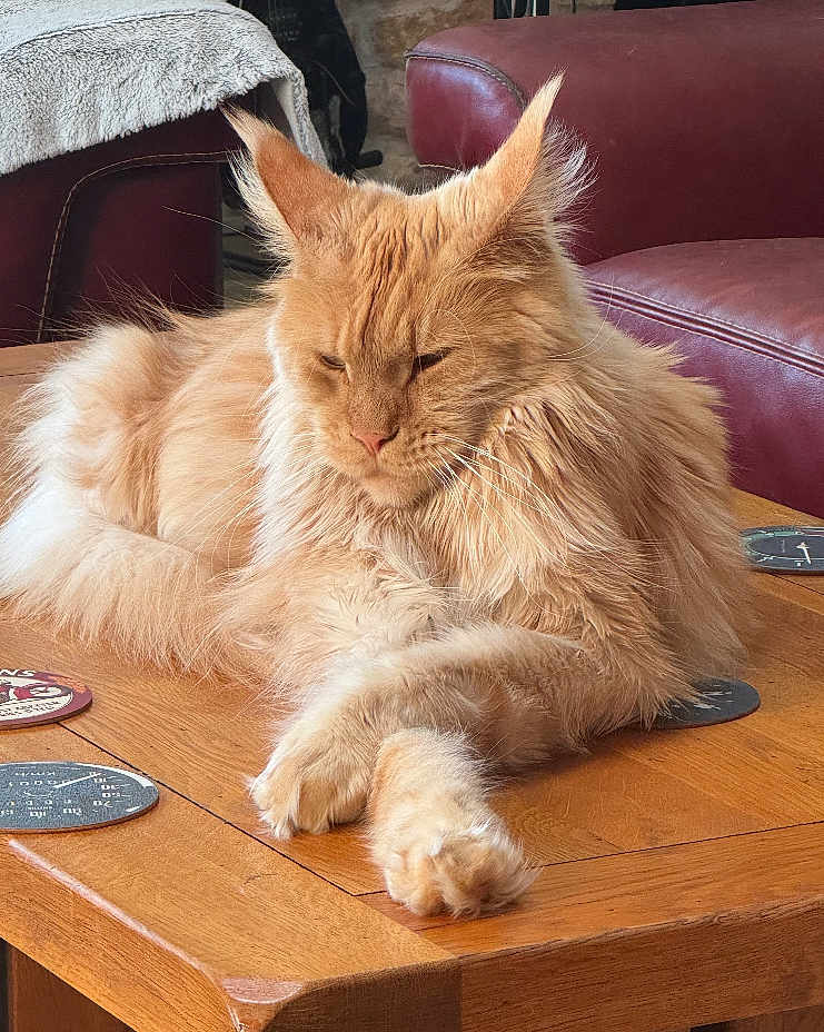Ted a rejoint le concours — aidez-le/la à gagner de superbes lots ! cat, ginger_cat, fluffy, feline, pet, animal, indoor, wooden_table, coaster, relaxed, lounging, fur, ears, whiskers, living_room, furniture, couch, home, domestic, cute