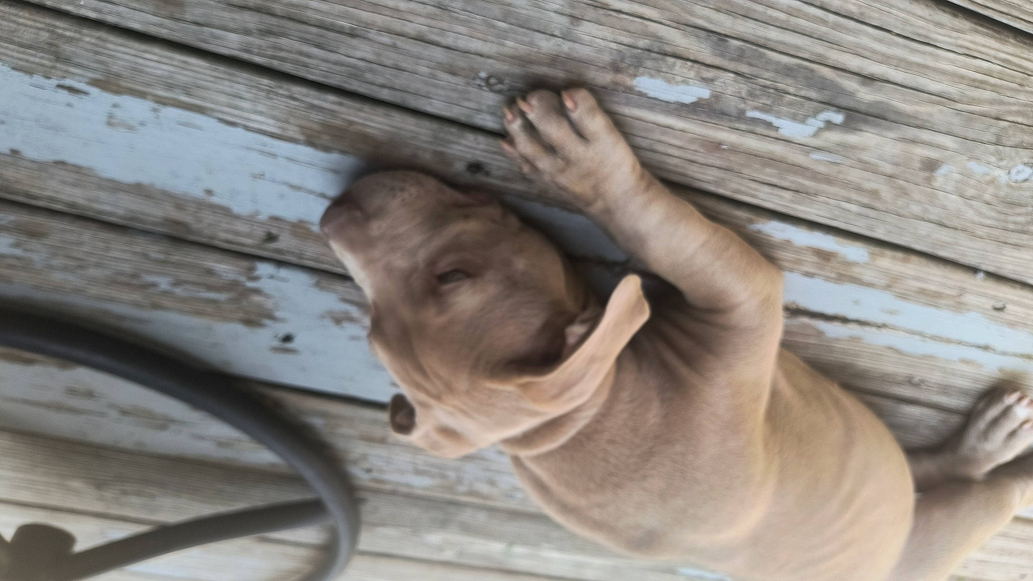 Nala is registered to the contest to win money with this photo: adventure, dog_breed, fawn, gesture, hardwood, jaw, landscape, leisure, recreation, smile, snout, sporting_group, tail, thumb, tree, wildlife, wire, wood, wood_stain, wrinkle