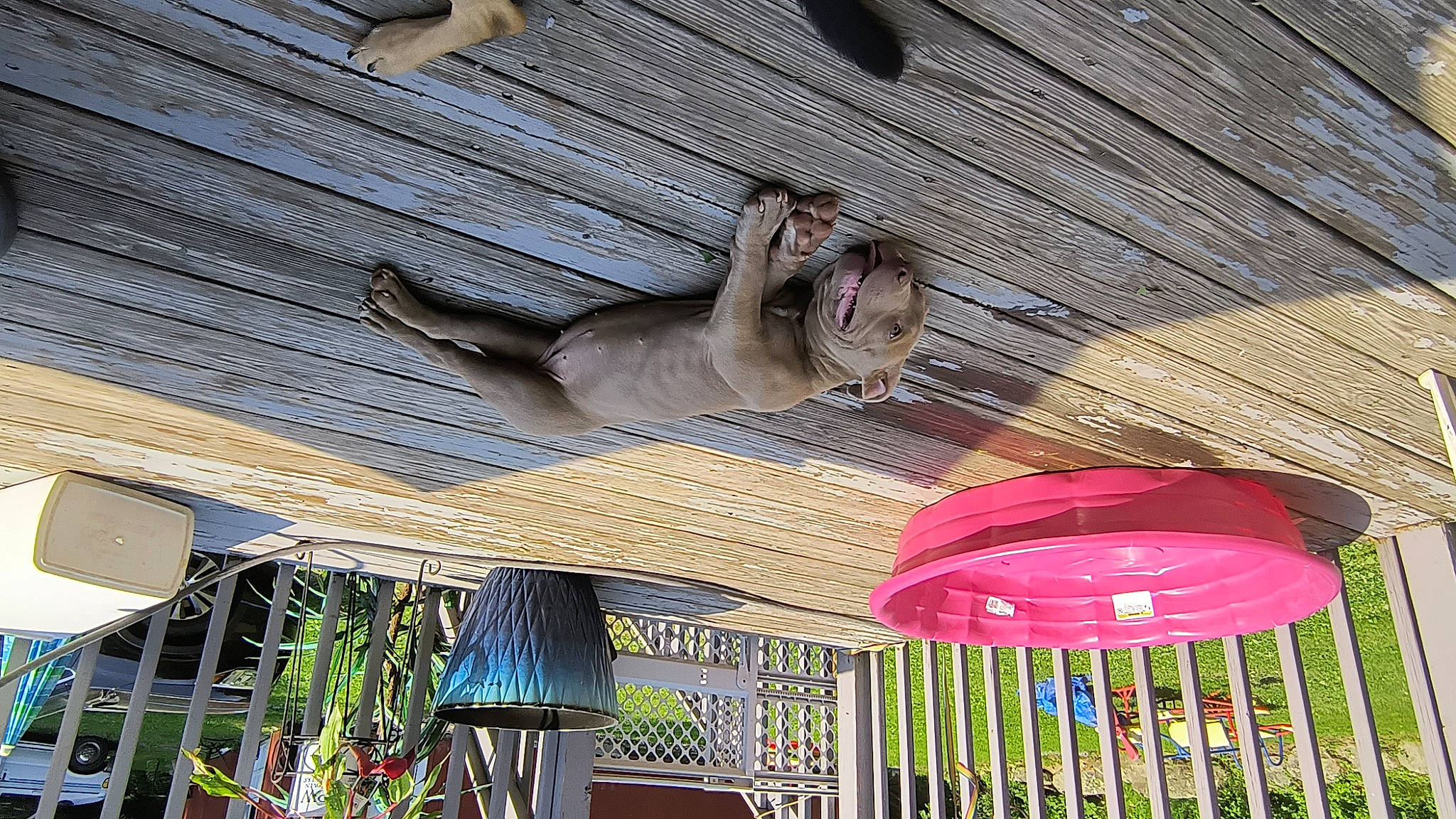 Nala joined the competition — help win amazing prizes! art, ceiling, hardwood, leisure, magenta, pet_supply, plant, roof, room, wood