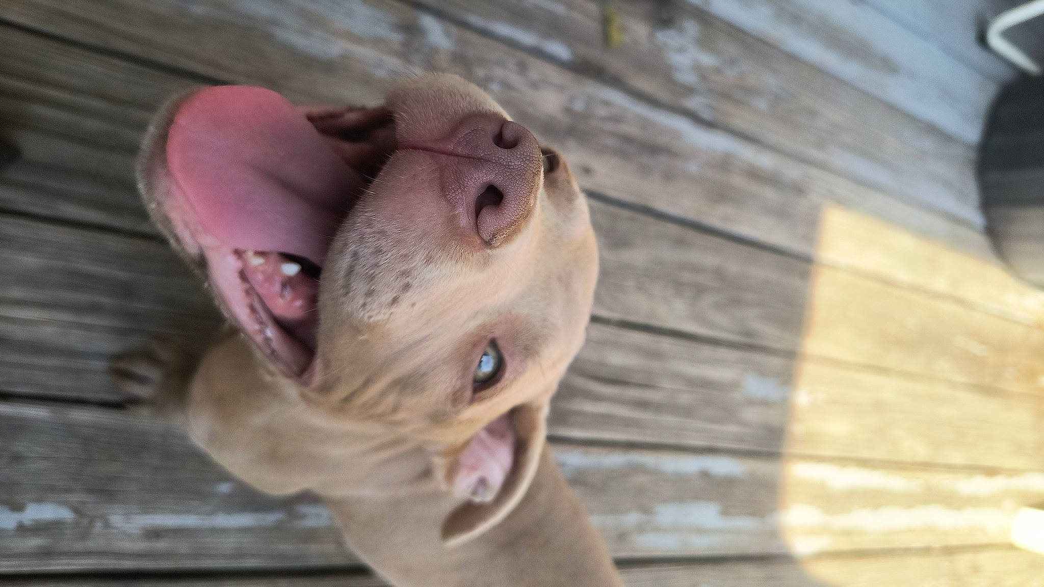 Nala joined the competition — help win amazing prizes! canidae, carnivore, collar, companion_dog, dog, dog_breed, dog_collar, dog_supply, ear, fawn, hardwood, pet_supply, plank, sporting_group, terrestrial_animal, toy_dog, whiskers, wood, working_animal, wrinkle