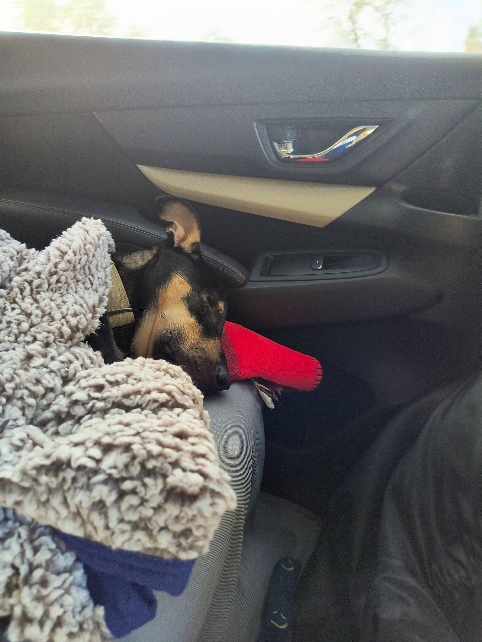 Milo is registered to the contest to win money with this photo: auto_part, automotive_design, automotive_exterior, automotive_lighting, automotive_tire, automotive_window_part, car_seat, car_seat_cover, comfort, family_car, head_restraint, linens, mammal, motor_vehicle, personal_luxury_car, steering_wheel, stuffed_toy, vehicle, vehicle_door, windshield