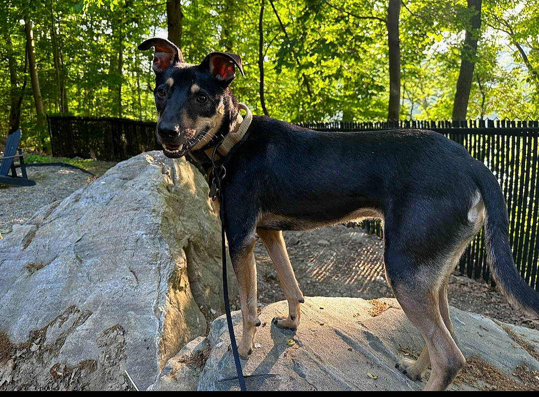 Milo is registered to the contest to win money with this photo: canidae, carnivore, collar, dobermann, dog, dog_breed, dog_supply, fawn, fence, forest, guard_dog, hunting_dog, snout, sporting_group, tail, terrestrial_animal, tree, woodland, working_animal, working_dog