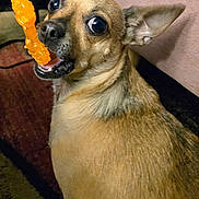 Bella joined the competition — help win amazing prizes! dog, small_dog, pet, toy, orange_toy, chewing, indoor, carpet, fur, animal, cute, looking_back, ears, brown_fur, close_up, companion, domestic_animal, playful, expression, mouth_open