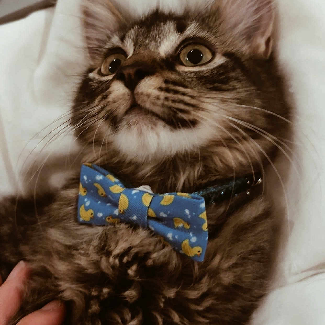 Walle is registered to the contest to win money with this photo: animal, blue, bow_tie, cat, close_up, curious, cute, feline, fluffy, hand, indoor, kitten, pet, rubber_ducks, soft, tabby, whiskers, white_background, yellow, young
