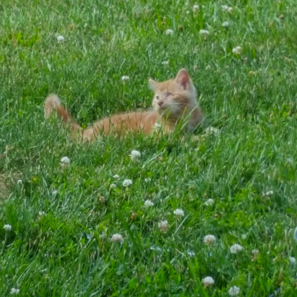 Sprite is registered to the contest to win money with this photo: canidae, carnivore, chipmunk, fawn, fox, grass, grass_family, grassland, green, groundcover, lawn, meadow, pasture, plant, rodent, squirrel, tail, wildlife