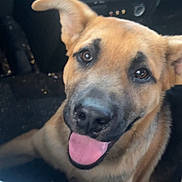 Sam joined the competition — help win amazing prizes! animal, black_nose, brown_fur, canine, car_interior, closeup, companion, cute, dashboard, dog, domestic_animal, ears, face, friendly, happy, indoor, looking_up, mammal, pet, tongue_out