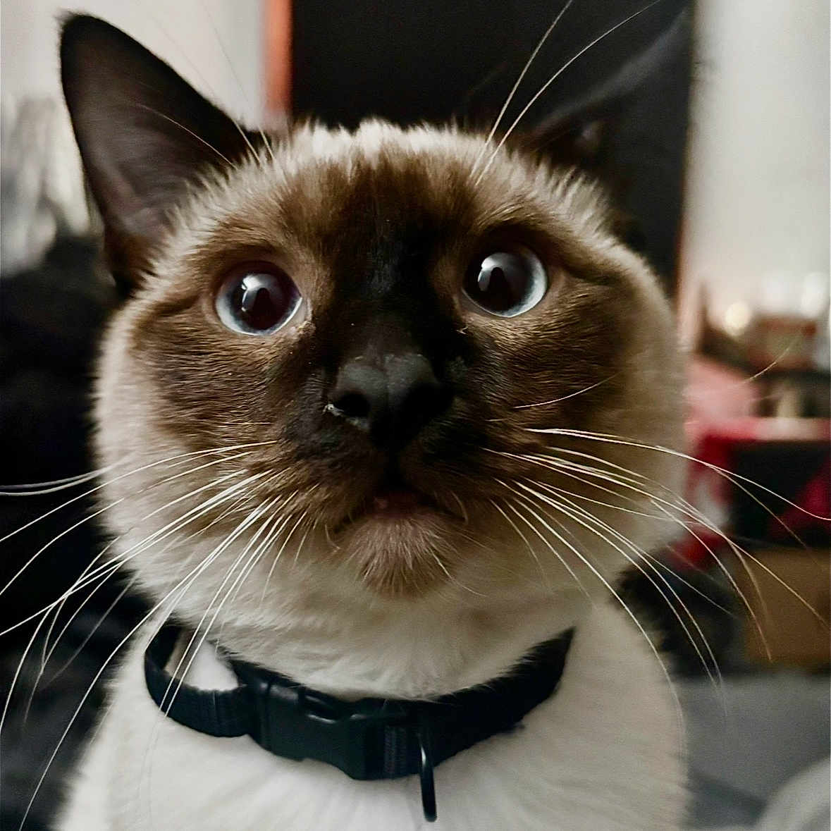 Leo Blue is registered to the contest to win money with this photo: cat, siamese_cat, close_up, blue_eyes, whiskers, fur, collar, pet, animal, indoor, portrait, curious, wide_eyes, domestic_cat, mammal, face, nose, ears, feline