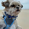 dog, small_dog, fluffy, blue_harness, blue_collar, pet, animal, portrait, close_up, outdoor, blurred_background, fur, cute, companion, hand, resting, calm, canine, adorable, sitting