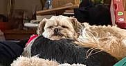 Perle participe au concours pour gagner de l'argent avec cette photo : dog, resting, fluffy, indoor, cozy, cushion, pet, fur, relaxed, brown, black, background, furniture, home, comfort, animal, sleepy, closeup, laying, soft