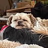 dog, resting, fluffy, indoor, cozy, cushion, pet, fur, relaxed, brown, black, background, furniture, home, comfort, animal, sleepy, closeup, laying, soft