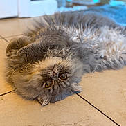 Bojangles joined the competition — help win amazing prizes! cat, fluffy, gray, pet, animal, floor, tile, indoor, cute, lying_down, fur, whiskers, relaxed, looking, eyes, portrait, domestic, mammal, closeup, playful