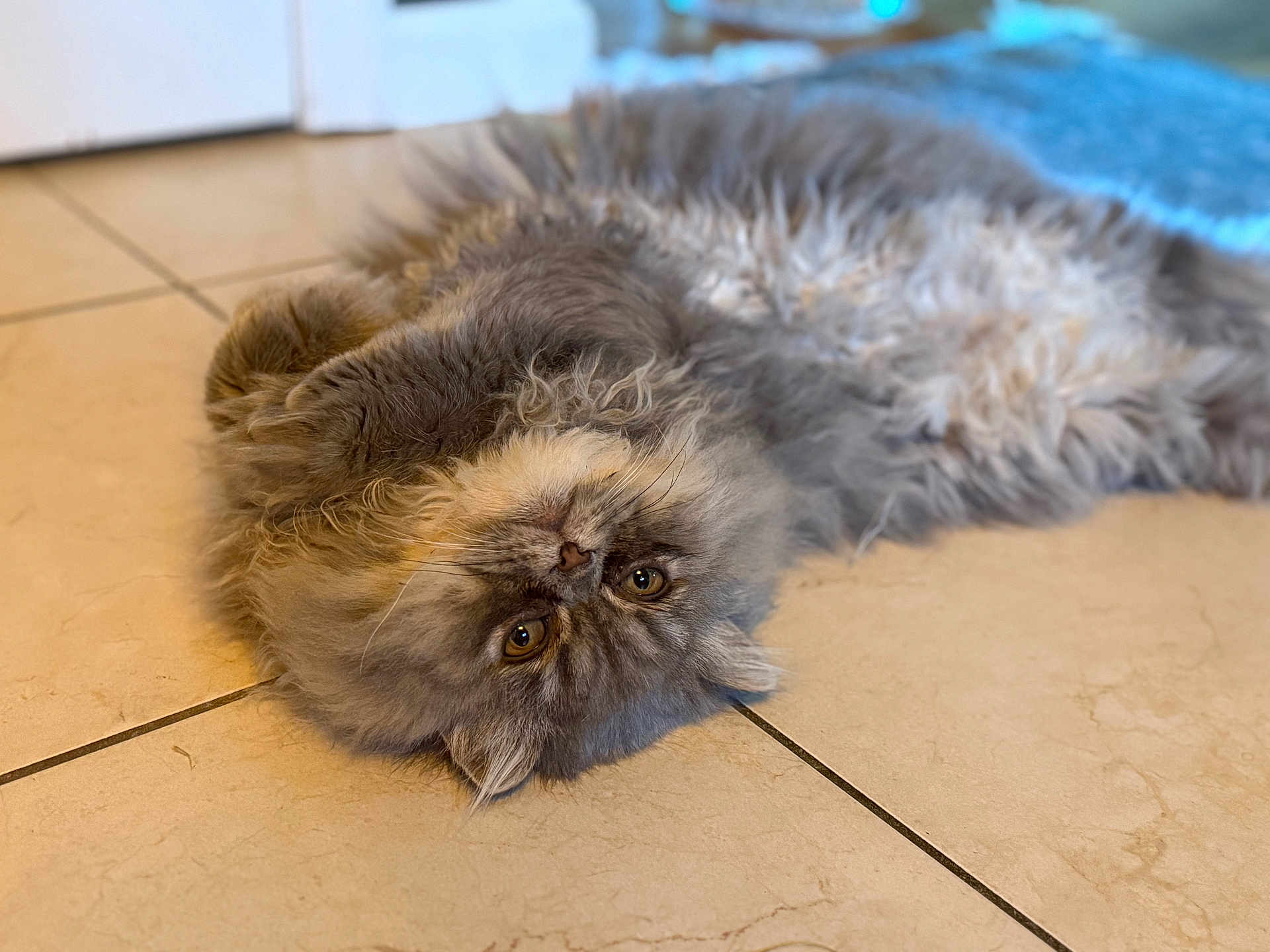 Bojangles joined the competition — help win amazing prizes! cat, fluffy, gray, pet, animal, floor, tile, indoor, cute, lying_down, fur, whiskers, relaxed, looking, eyes, portrait, domestic, mammal, closeup, playful