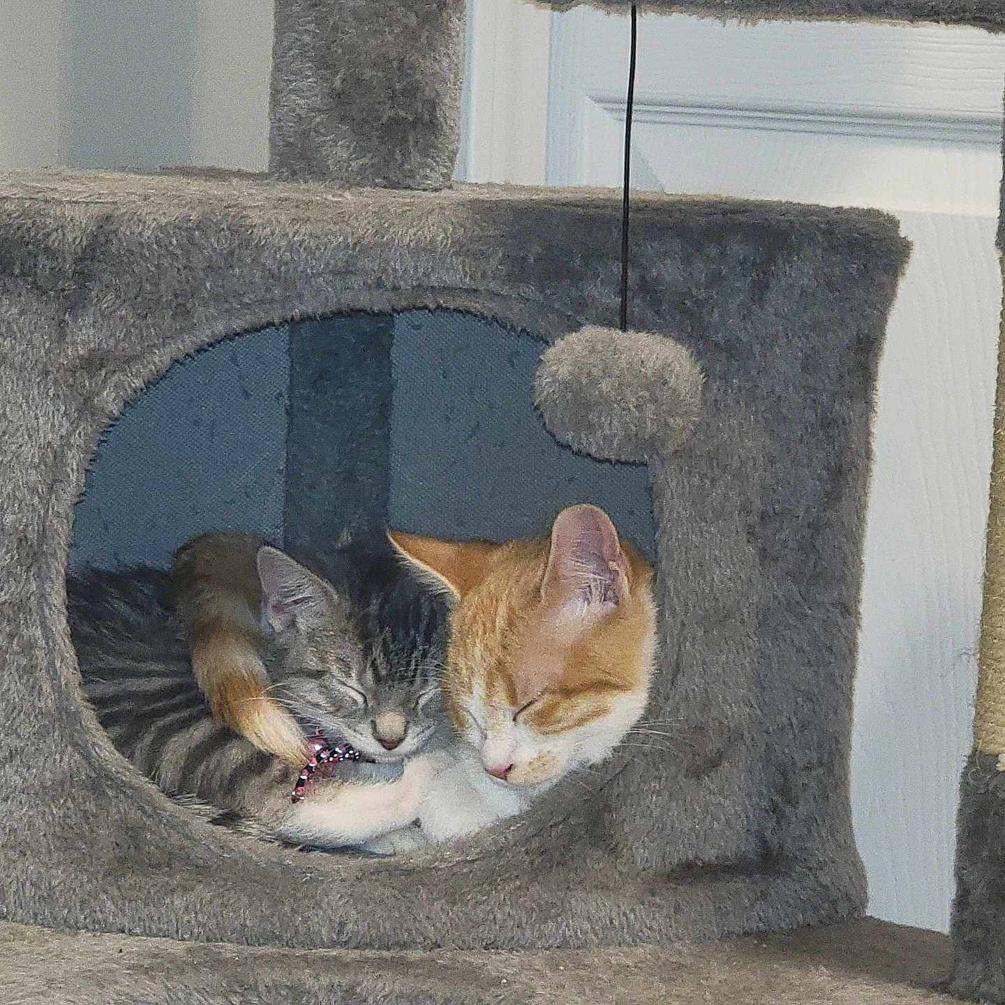 Mittens joined the competition — help win amazing prizes! abyssinian, animal, archaeology, armchair, cat, chair, closet, couch, den, fireplace, furniture, hole, homedecor, indoors, kitten, manx, pet, siamese, slate, wood