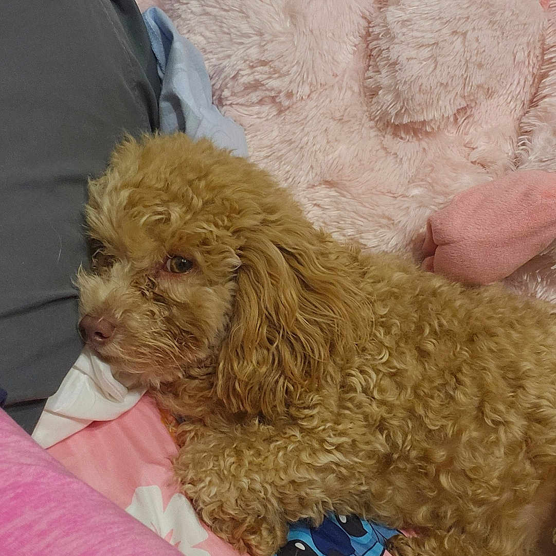 Cooper