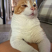 Sammy is registered to the contest to win money with this photo: cat, orange_and_white, pet, indoor, living_room, furniture, couch, person, leg, fur, whiskers, relaxed, cute, animal, domestic, mammal, close_up, tongue_out, home, cozy