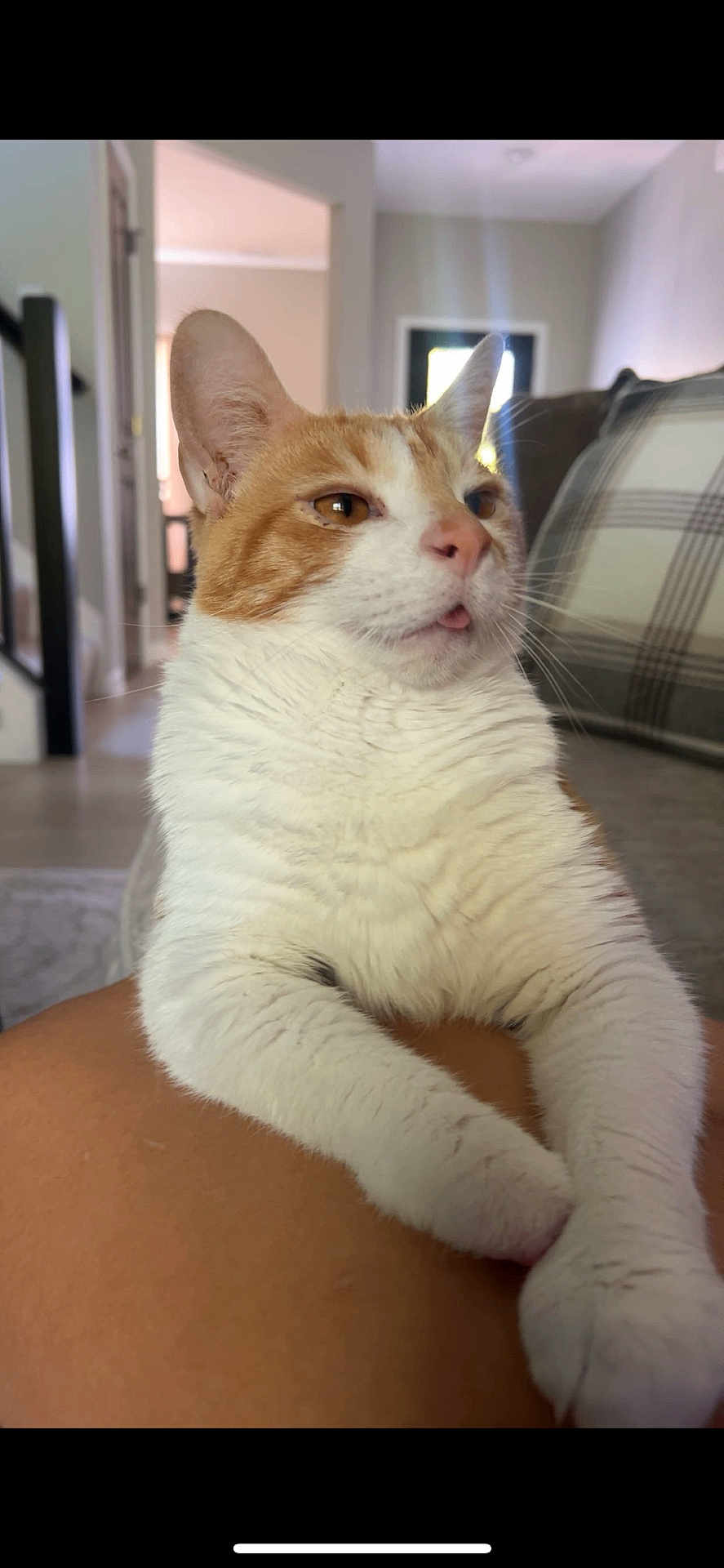 Sammy is registered to the contest to win money with this photo: cat, orange_and_white, pet, indoor, living_room, furniture, couch, person, leg, fur, whiskers, relaxed, cute, animal, domestic, mammal, close_up, tongue_out, home, cozy