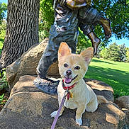 Layla joined the competition — help win amazing prizes! accessories, animal, canine, dog, face, grass, grove, head, land, nature, outdoors, park, pet, plant, puppy, rock, strap, tree, vegetation, woodland