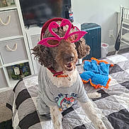 Toby is registered to the contest to win money with this photo: dog, glasses, pink, sunglasses, bed, bedspread, gray_tshirt, indoor, room, television, suitcase, chair, sitting, pet, funny, cute, decor, carpet, smiling, animal