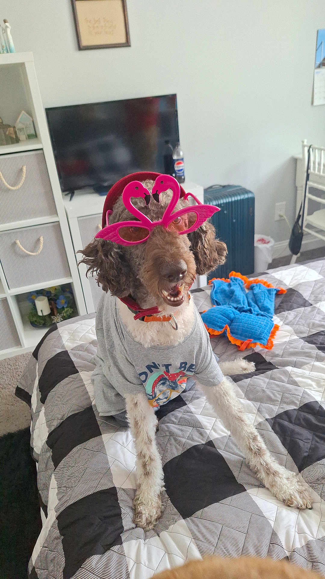 Toby is registered to the contest to win money with this photo: dog, glasses, pink, sunglasses, bed, bedspread, gray_tshirt, indoor, room, television, suitcase, chair, sitting, pet, funny, cute, decor, carpet, smiling, animal