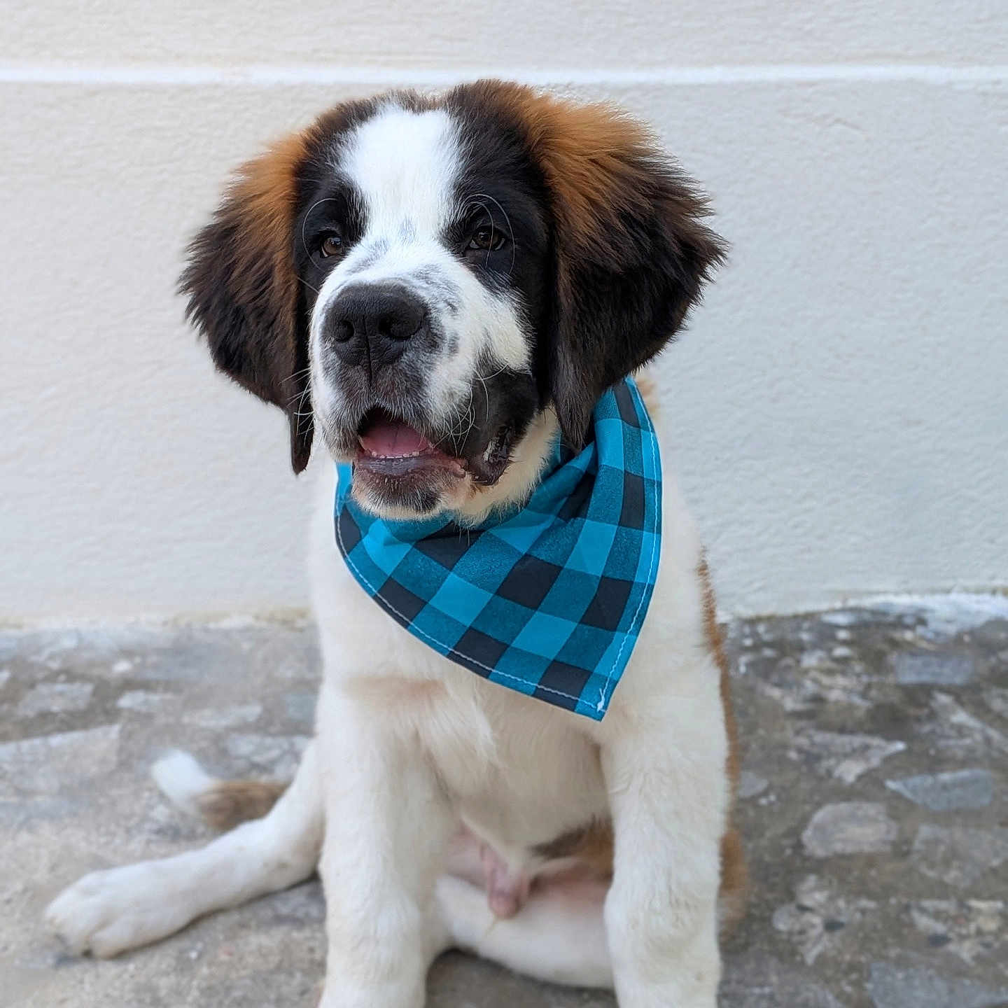 Baloo participe au concours pour gagner de l'argent avec cette photo : dog, puppy, saint_bernard, pet, animal, portrait, sitting, bandana, blue, checkered, fluffy, brown, white, black, outdoor, stone_floor, wall, close_up, looking_at_camera, cute