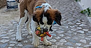 Baloo a rejoint le concours — aidez-le/la à gagner de superbes lots ! dog, puppy, pet, animal, playing, toy, ball, colorful, fluffy, brown_and_white, black_and_white, outdoor, courtyard, stone_pavement, residential, sunlight, van, plants, collar, portrait