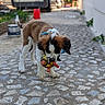 dog, puppy, pet, animal, playing, toy, ball, colorful, fluffy, brown_and_white, black_and_white, outdoor, courtyard, stone_pavement, residential, sunlight, van, plants, collar, portrait