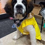 Baloo participe au concours pour gagner de l'argent avec cette photo : dog, saint_bernard, puppy, pet, raincoat, yellow_clothing, bow_tie, floppy_ears, black_and_white_fur, brown_fur, sitting, indoors, tile_floor, portrait, looking_at_camera, large_breed, cute, funny, collar, animal