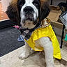 dog, saint_bernard, puppy, pet, raincoat, yellow_clothing, bow_tie, floppy_ears, black_and_white_fur, brown_fur, sitting, indoors, tile_floor, portrait, looking_at_camera, large_breed, cute, funny, collar, animal