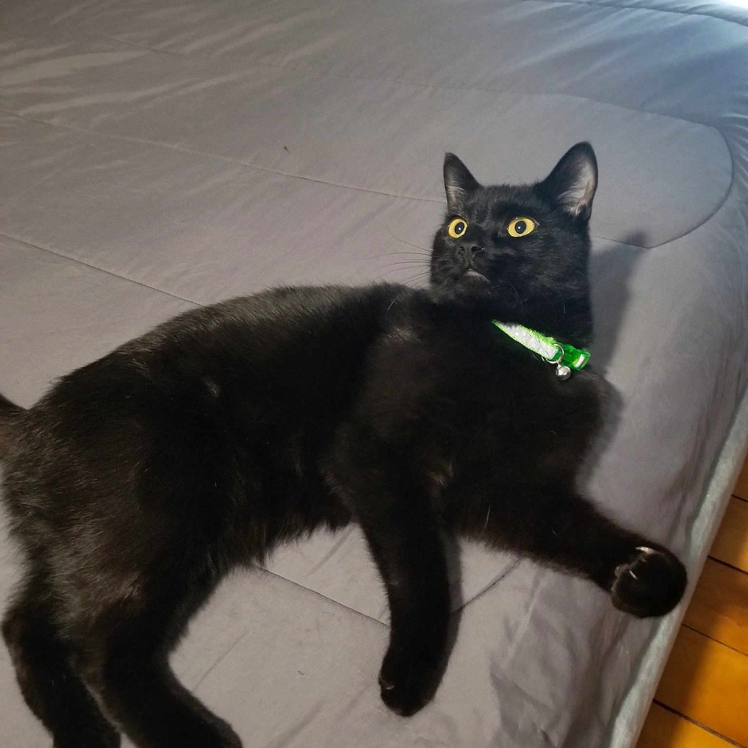 Inky is registered to the contest to win money with this photo: asian, black, black_cat, bombay, carnivore, cat, domestic_short_haired_cat, european_shorthair, eye, felidae, fur, kitten, korat, mammal, small_to_medium_sized_cats, tail, vertebrate, whiskers