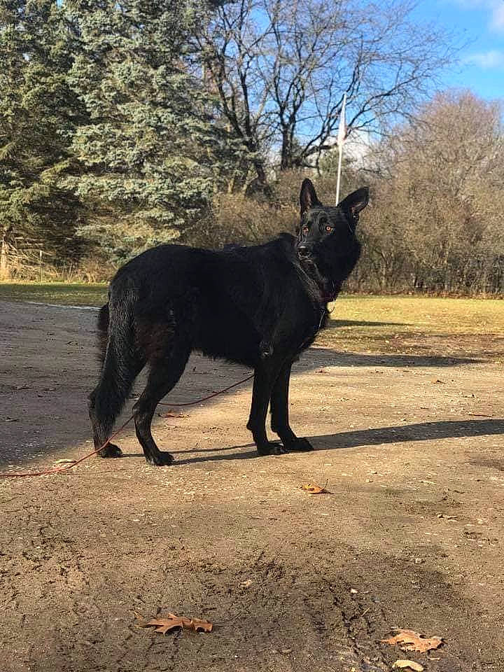 Rocky is registered to the contest to win money with this photo: canidae, carnivore, dog, dog_breed, dutch_shepherd_dog, east_european_shepherd, mammal, sporting_group, tail, vertebrate