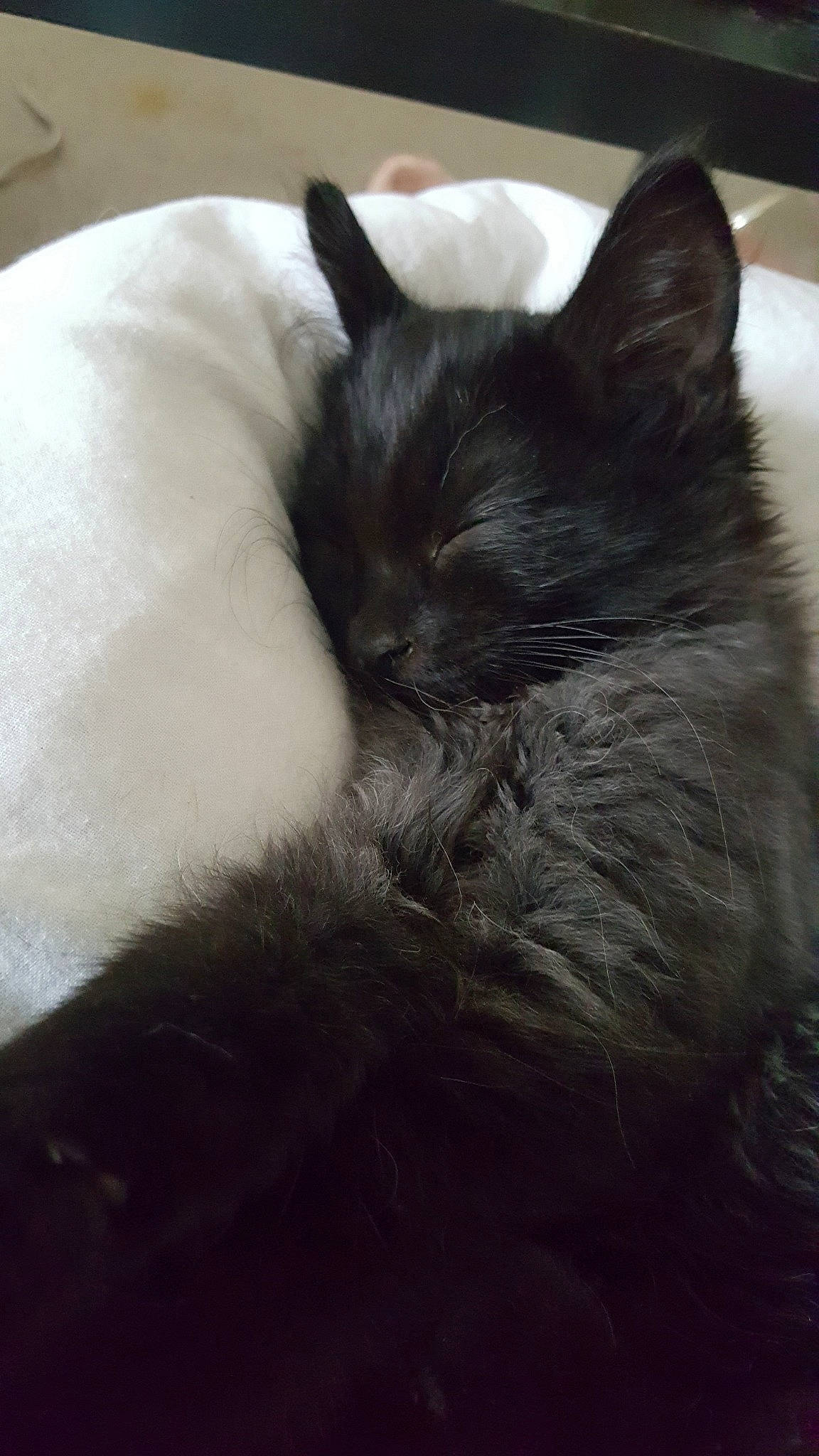 Neko participe au concours pour gagner de l'argent avec cette photo : black, black_cat, carnivore, cat, chair, claw, comfort, domestic_long_haired_cat, domestic_short_haired_cat, ear, felidae, fur, furniture, kitten, nap, sleep, small_to_medium_sized_cats, tail, whiskers