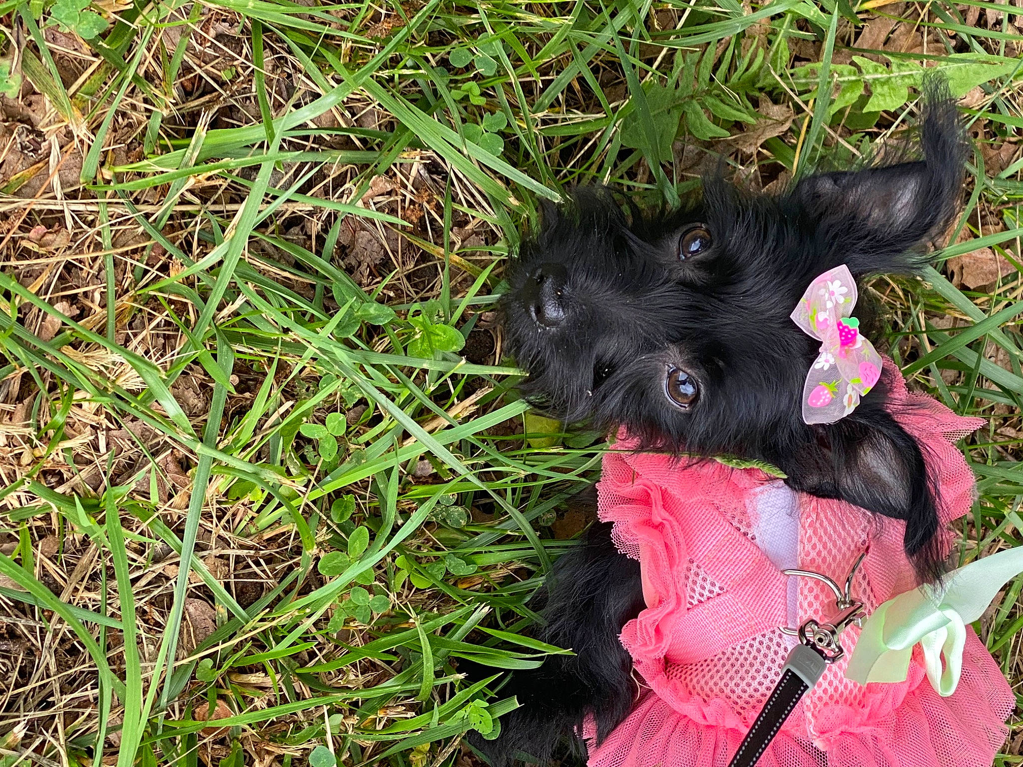 Daisy joined the competition — help win amazing prizes! annual_plant, borador, canidae, carmine, carnivore, companion_dog, dog, dog_breed, fur, grass, groundcover, magenta, non_sporting_group, pattern, petal, plant, sedge_family, sporting_group, terrestrial_animal