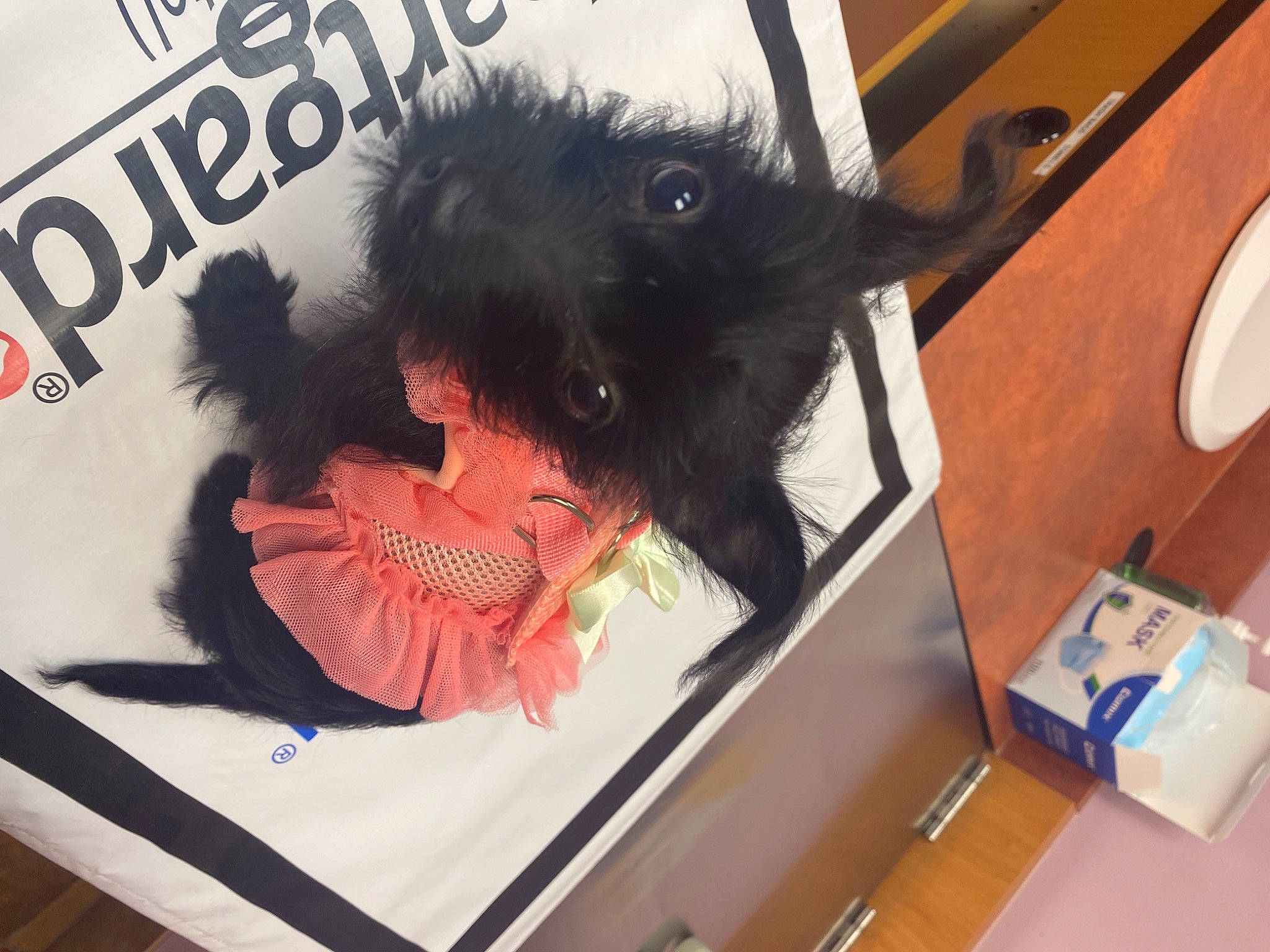 Daisy is registered to the contest to win money with this photo: art, carmine, carnivore, companion_dog, dog_breed, electronic_device, felidae, font, fur, graphics, illustration, ink, marsupial, picture_frame, rodent, room, small_to_medium_sized_cats, t_shirt, visual_arts, whiskers