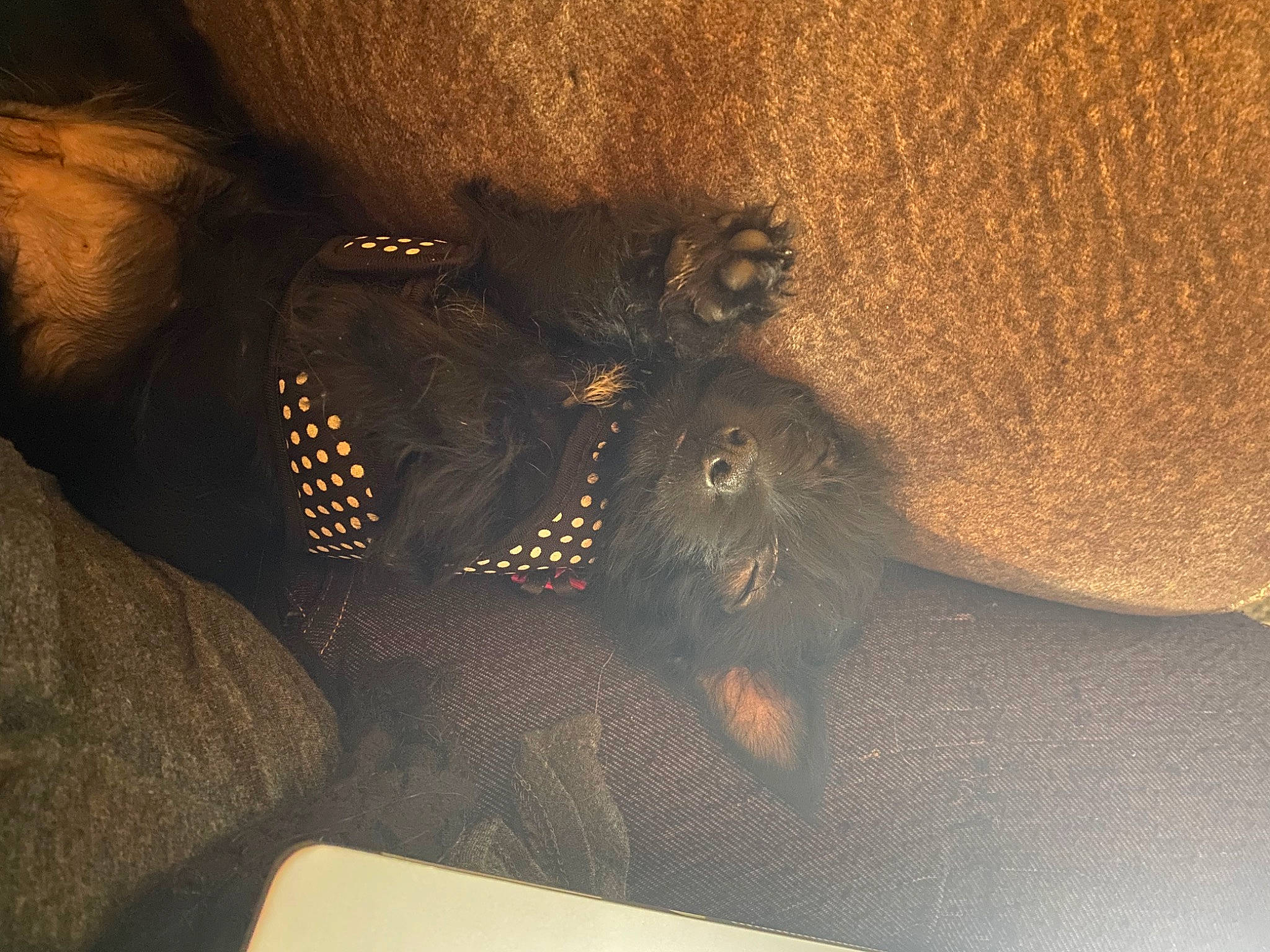 Daisy is registered to the contest to win money with this photo: comfort, darkness, dog_breed, fawn, foot, fur, grey, human_leg, macro_photography, pattern, paw, shadow, snout, sunglasses, tail, terrestrial_animal, thigh, tints_and_shades, whiskers, wildlife