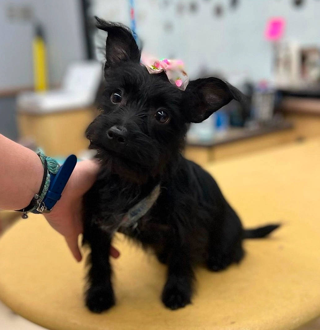 Daisy joined the competition — help win amazing prizes! canidae, carnivore, claw, companion_dog, dog, dog_breed, dog_supply, fashion_accessory, fur, non_sporting_group, small_terrier, snout, sporting_group, toy_dog, watch, working_animal