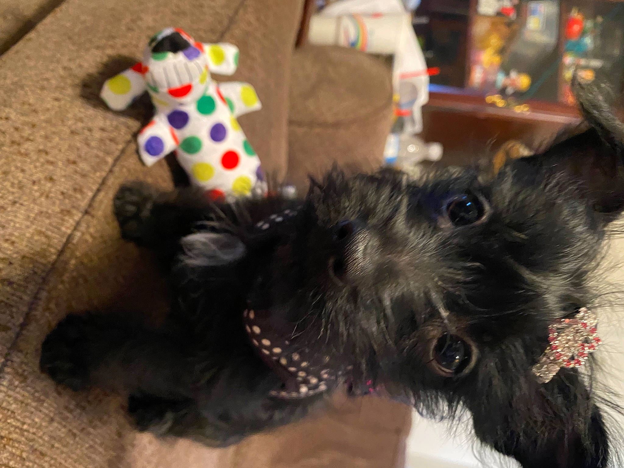 Daisy is registered to the contest to win money with this photo: carnivore, companion_dog, dog, dog_breed, dog_collar, dog_supply, fur, liver, paw, pet_supply, scottish_terrier, small_terrier, snout, sporting_group, stuffed_toy, tail, terrier, toy, toy_dog, working_animal