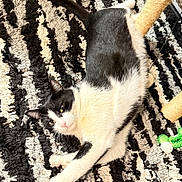 Vasja participe au concours pour gagner de l'argent avec cette photo : cat, black_and_white, stretching, rug, indoor, scratching_post, toy, floor, pet, feline, relaxed, whiskers, claws, playful, fur, animal, domestic, cute, home, curious