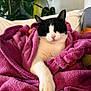 cat, black_and_white_cat, blanket, purple_blanket, cozy, indoor, pet, sleeping, relaxed, feline, soft_texture, cushion, home, cute, animal, paw, resting, comfort, fur, domestic_animal