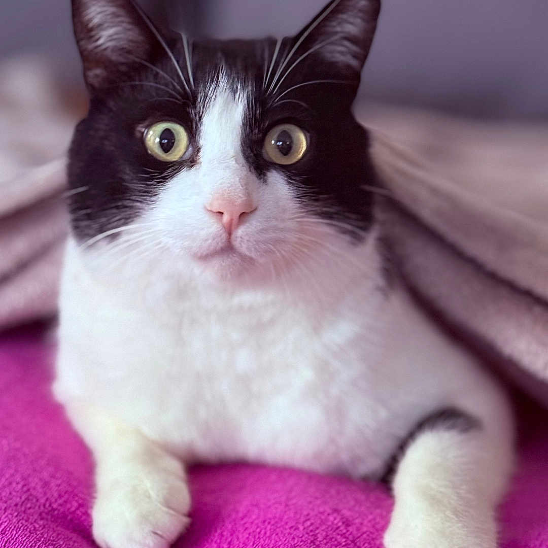 Vasja a rejoint le concours — aidez-le/la à gagner de superbes lots ! alert, animal, blanket, cat, closeup, cute, domestic_cat, feline, fur, gray_blanket, indoor, laying_down, paws, pet, pink_blanket, relaxed, soft_texture, tuxedo_cat, whiskers, wide_eyes